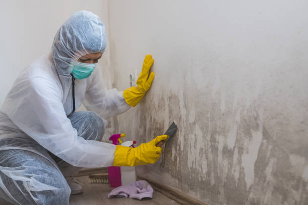 Best Certified Mold Removal  in Akron, CO
