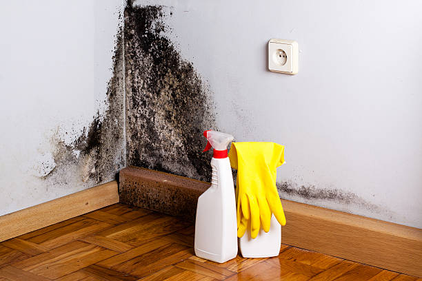 Best Same-Day Mold Removal  in Akron, CO