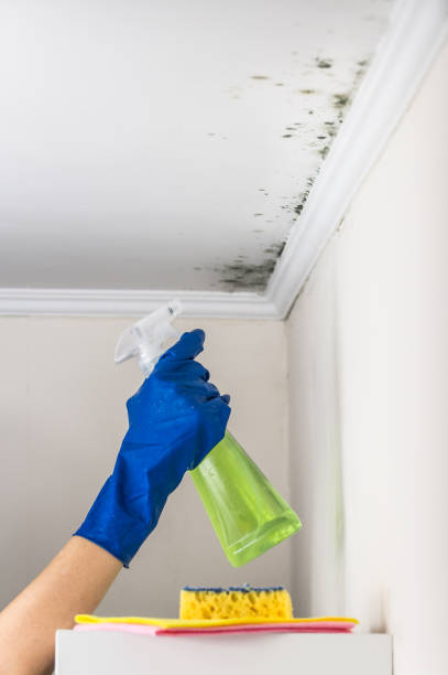 Best Mold Remediation  in Akron, CO